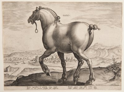 "Equile Joannis Austriaci"nin ilk setinden bir Sakson Atı by Jan van der Straet, called Stradanus