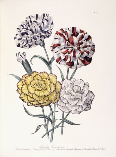 Karanfil çeşitleri by Jane Loudon