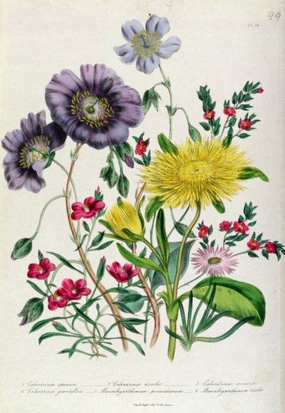 Calandrinia, 