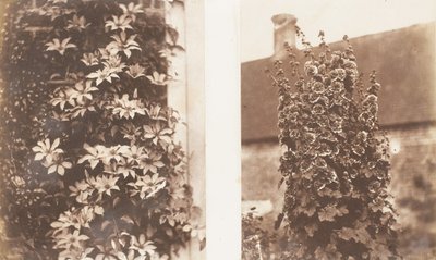 Clematis Cerulea, Gülhatmi, 1853-56. by Jane Martha St. John