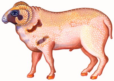 Koç Koç, 1996, (mürekkep ve guaj) by Jane Tattersfield
