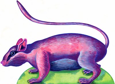 Sıçan, 1996, (mürekkep ve guaj) by Jane Tattersfield