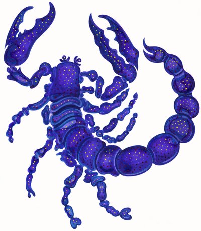 Akrep, 1996,(mürekkep ve guaj) by Jane Tattersfield