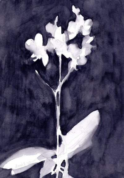  by Janel Bragg