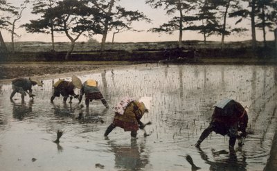 Bir çeltik tarlasına yeniden pirinç eken beş köylü, 1890