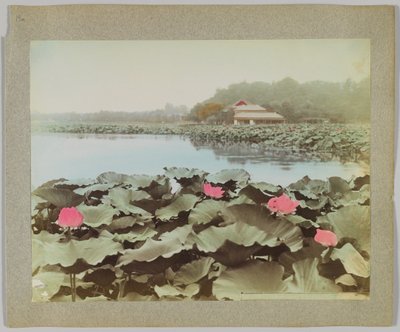Shinobadzu Göleti, Uyeno Park, Tokyo, Japonya