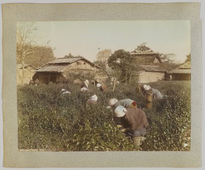 Çay Toplama, Japonya (el boyaması s/b fotoğraf) by Japanese Photographer