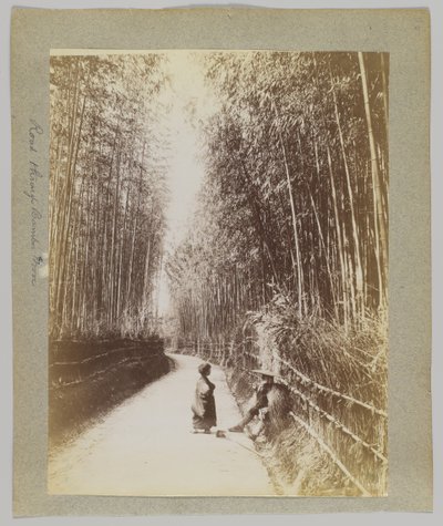 Bambu Korusu