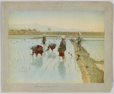 Pirinç ekimi, Japonya (el boyaması s/b fotoğraf) by Japanese Photographer