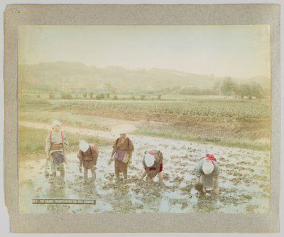 Pirinç filizi nakli, Japonya (el boyaması s/b fotoğraf) by Japanese Photographer