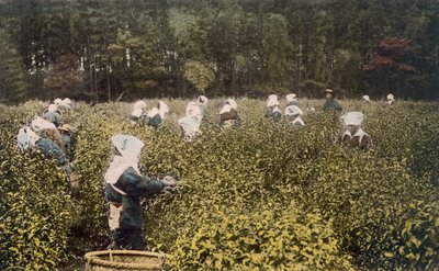 Çay toplayan kadınlar, erkek gözetmenle birlikte, 1890
