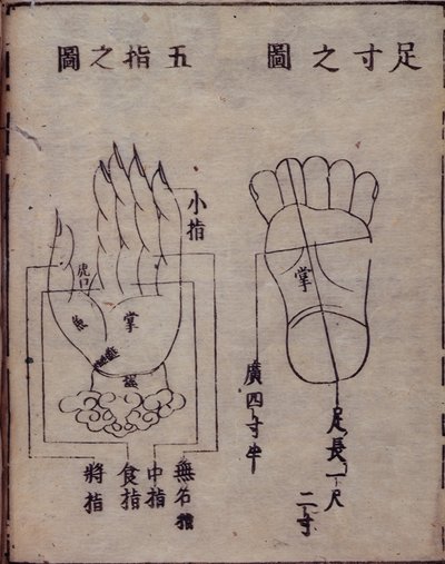 16029.b.5 fol.15v Akupunktur üzerine Çinli bir çalışmanın Japon yorumundan, el ve ayaklardaki akupunktur noktalarını gösteren diyagram, 1341 Shisijing fahui, Hua Shou, Kyoto by Japanese School