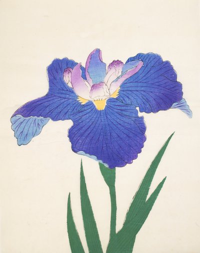 Mavi E tipi. 30, 1898 by Japanese School