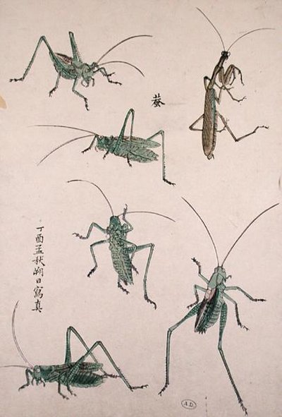 Çekirgeler (renkli tahta baskı) by Japanese School