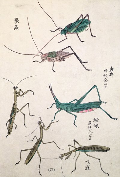 Çekirgeler ve Mantisler (renkli tahta baskı) by Japanese School