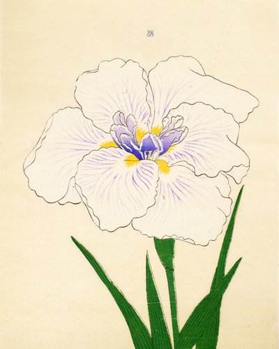Manozuru, of. 28, 1890 by Japanese School