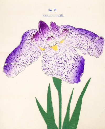 Yedi Komachi