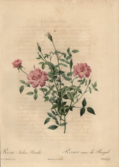 Pembe minyatür Çin gülü, Rosa chinensis. by Jean Baptiste Chapuy
