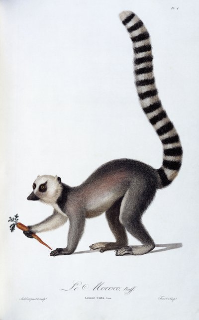 Bir Lemur, c.1798-99 by Jean Baptiste Audebert