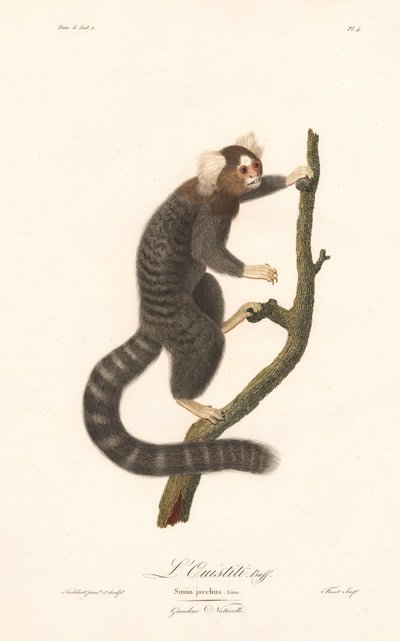 Bayağı Marmoset (Simia jacchus) by Jean Baptiste Audebert