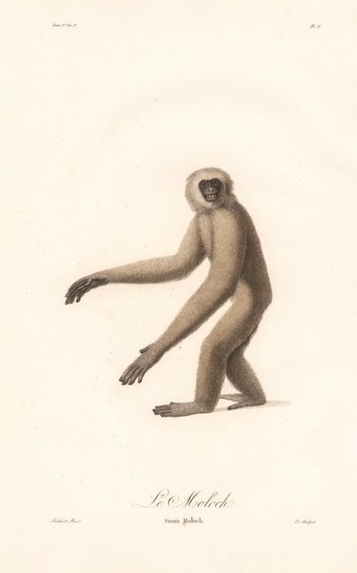 Gri Langur (Simia moloch) by Jean Baptiste Audebert