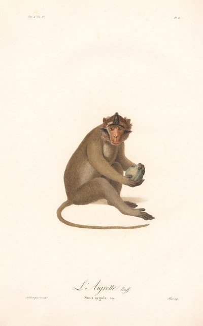 Javan Langur (Simia aygula) by Jean Baptiste Audebert