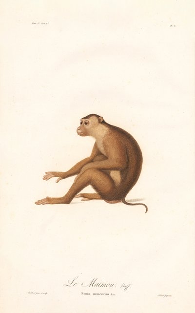 Domuz Kuyruklu Makak (Simia nemestrina) by Jean Baptiste Audebert
