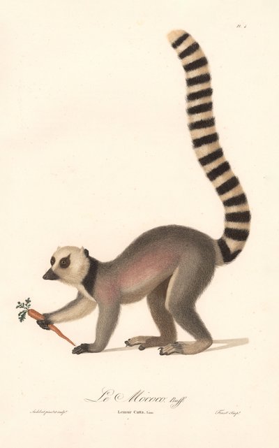 Halka Kuyruklu Lemur (Lemur catta) by Jean Baptiste Audebert