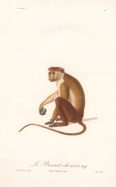 Toque Macaque (Simia sinica) by Jean Baptiste Audebert