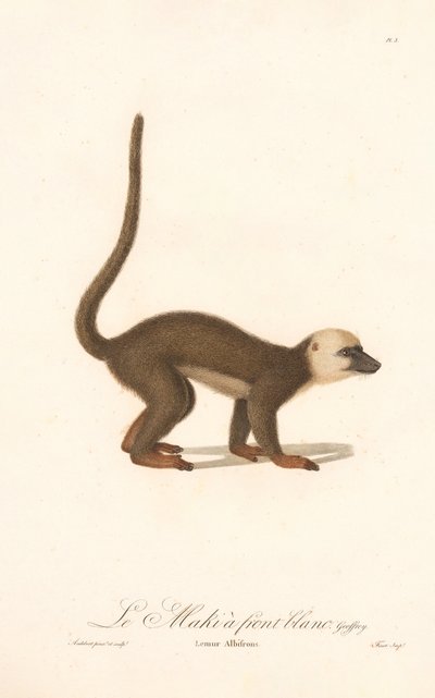 Beyaz Önlü Lemur (Lemur albifrons) by Jean Baptiste Audebert
