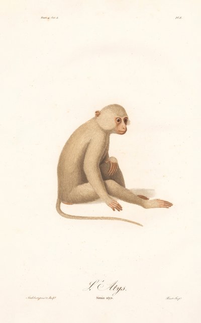 Beyaz Elli Gibbon (Simia alys) by Jean Baptiste Audebert