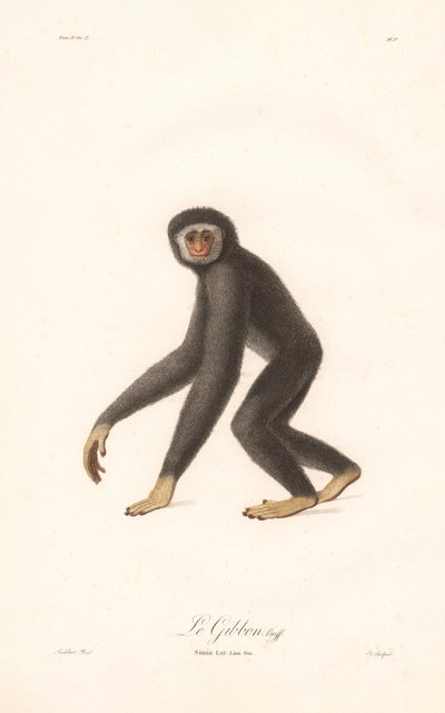 Beyaz Elli Gibbon (Simia lar) by Jean Baptiste Audebert