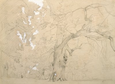 Büyük Meşe Önünde Genç Adam, 1840 dolayları (kağıt üzerine kalem ve guaj boya) by Jean Baptiste Camille Corot