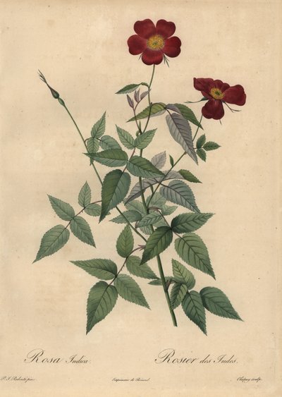 Kızıl Çin gülü, Rosa chinensis. by Jean Baptiste Chapuy