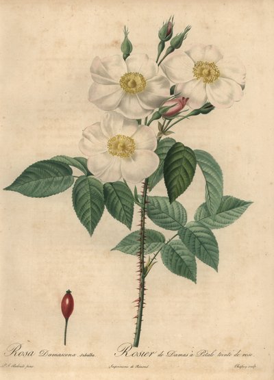 Beyaz Şam gülü, Rosa x damascena. by Jean Baptiste Chapuy