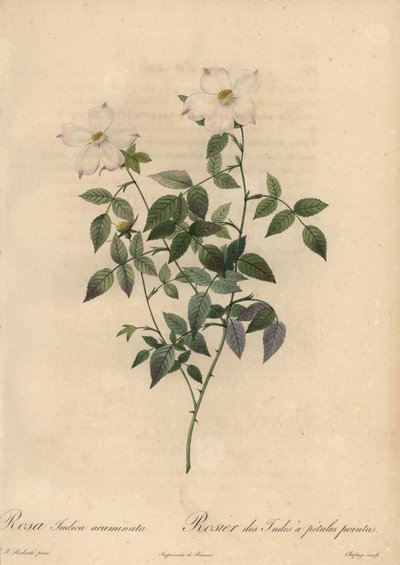 Beyaz ve pembe Çin gülü, Rosa chinensis. by Jean Baptiste Chapuy