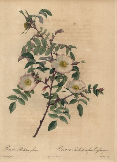 Beyaz ve pembe gül, Rosa redutea glauca. by Jean Baptiste Chapuy