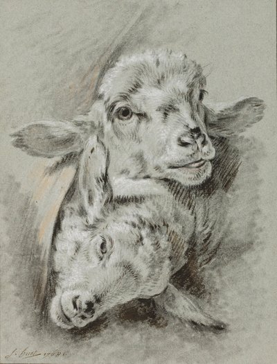 İki koyunun incelenmesi, 1768 (tebeşir ve kağıt üzerinde yıkama) by Jean Baptiste Huet