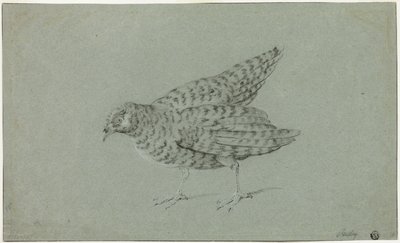 Keklik by Jean Baptiste Oudry