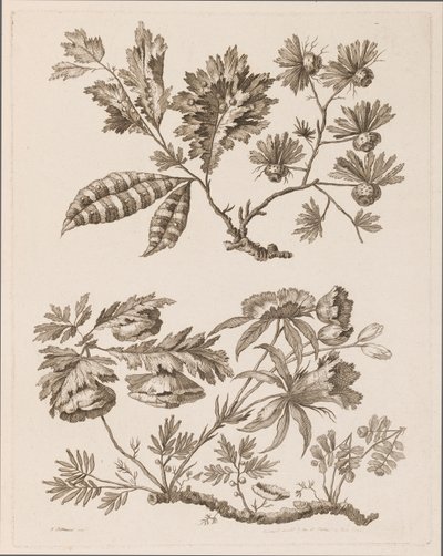 Çiçek Dalları, "Çin Zevkinde Farklı Fantazi Çiçekler Koleksiyonu"ndan by Jean Baptiste Pillement