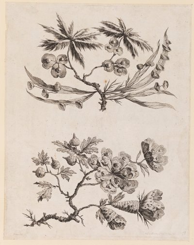 "Çin Çiçek Koleksiyonu"ndan Çiçek Dalları by Jean Baptiste Pillement
