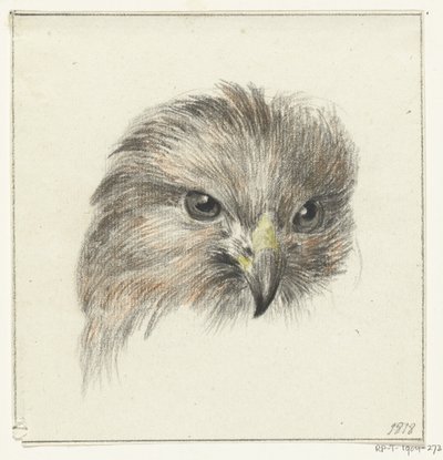 Bir yırtıcı kuşun başı by Jean Bernard