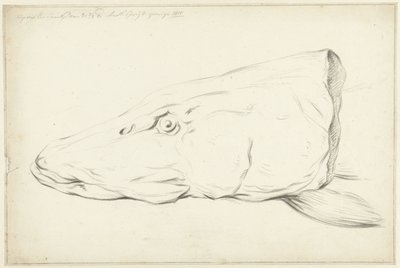 Bir turna başkanı by Jean Bernard