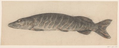 pike, sola by Jean Bernard