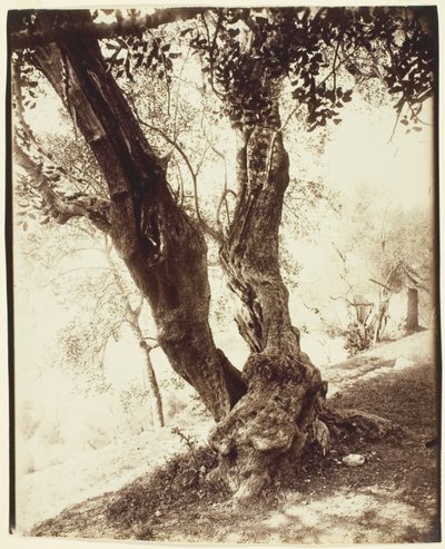  by Jean Eugène Auguste Atget