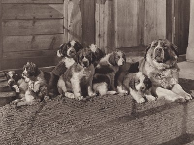 İsviçre: Ünlü St Bernard Köpekleri (s/b fotoğraf) by Jean Gaberell