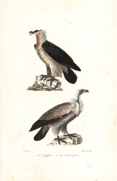 Sakallı kartal ve Avrasya grifonu. by Jean Gabriel (after) Pretre