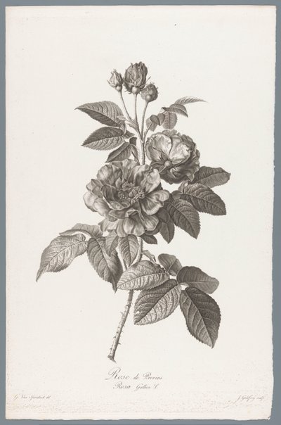 fransız roos Rose de Provins / Rosa Gallica L. (nesne üzerindeki başlık) Doğadan çizilen çiçekler (...) (dizi adı) by Jean Godefroy