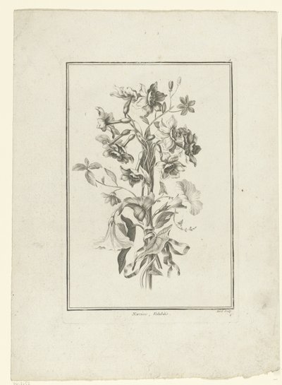 Nergis ve gündüzsefası buketi Narcissus, Volubilis (nesne üzerindeki başlık) IIe Cahier de Bouquets (dizi adı) by Jean Jacques Avril (I)