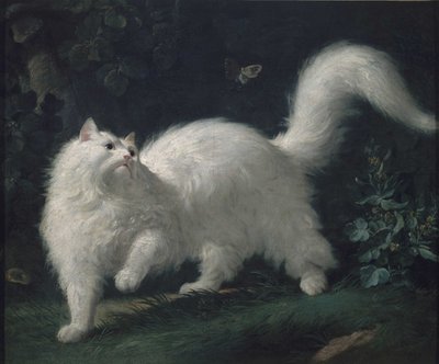 Bir kelebeği kovalayan Ankara kedisi, yak. 1760 (tuval üzerine yağlı boya) by Jean Jacques Bachelier